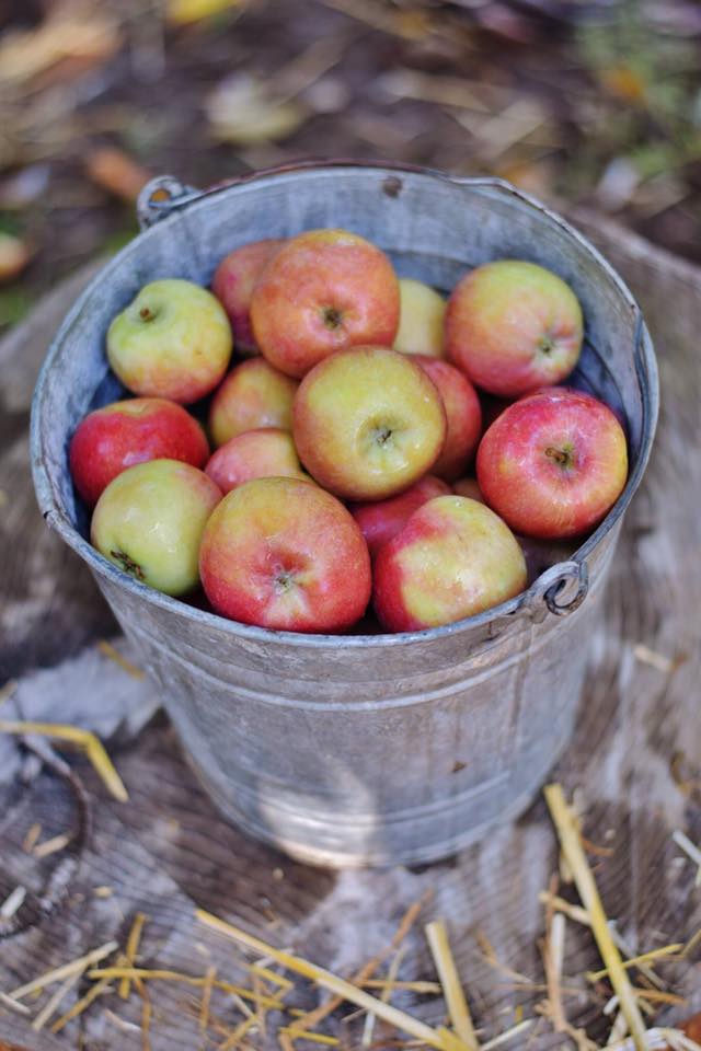 2 Layer Large Cosmic Crisp Apple Gift Box – Washington Fruit Place